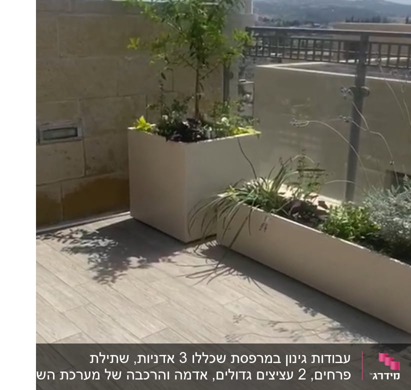 עציצים עם צמחים ירוקים על מרפסת